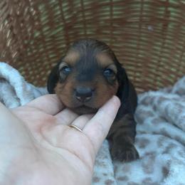 Autumn - Red female Dachshund puppy in Ecru, Mississippi from Toddy Kennels