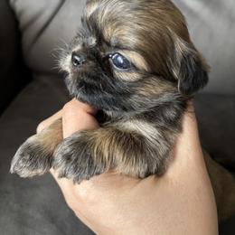 Mercedes - Tricolor female Shih Tzu puppy in Lakeland, Florida from Sunshine Shih Tzus