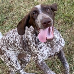 French Bulldogs and German Shorthaired Pointers from Anahola Frenchies