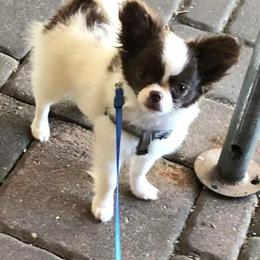 Chihuahua Puppies from B&D Chihuahuas