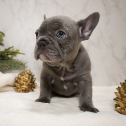 Buttercup - Blue female French Bulldog puppy in Citrus Heights, California from Cali Rooted Bullyz