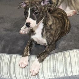 Been - Black brindle Whippet puppy in Canton, Georgia from Ahava Kennels
