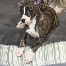 Been - Black brindle Whippet puppy in Canton, Georgia from Ahava Kennels