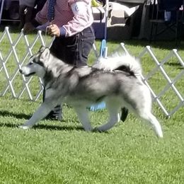 Alaskan Malamutes from Bearcat Alaskan Malamutes