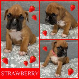 Strawberry - Fawn female Boxer puppy in Junction City, Oregon from Vincent's Pride Boxers ~ Dudley's Dream Boxers