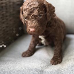 Happy - Chocolate male Goldendoodle puppy in Allegan, Michigan from Cocoa Doodles