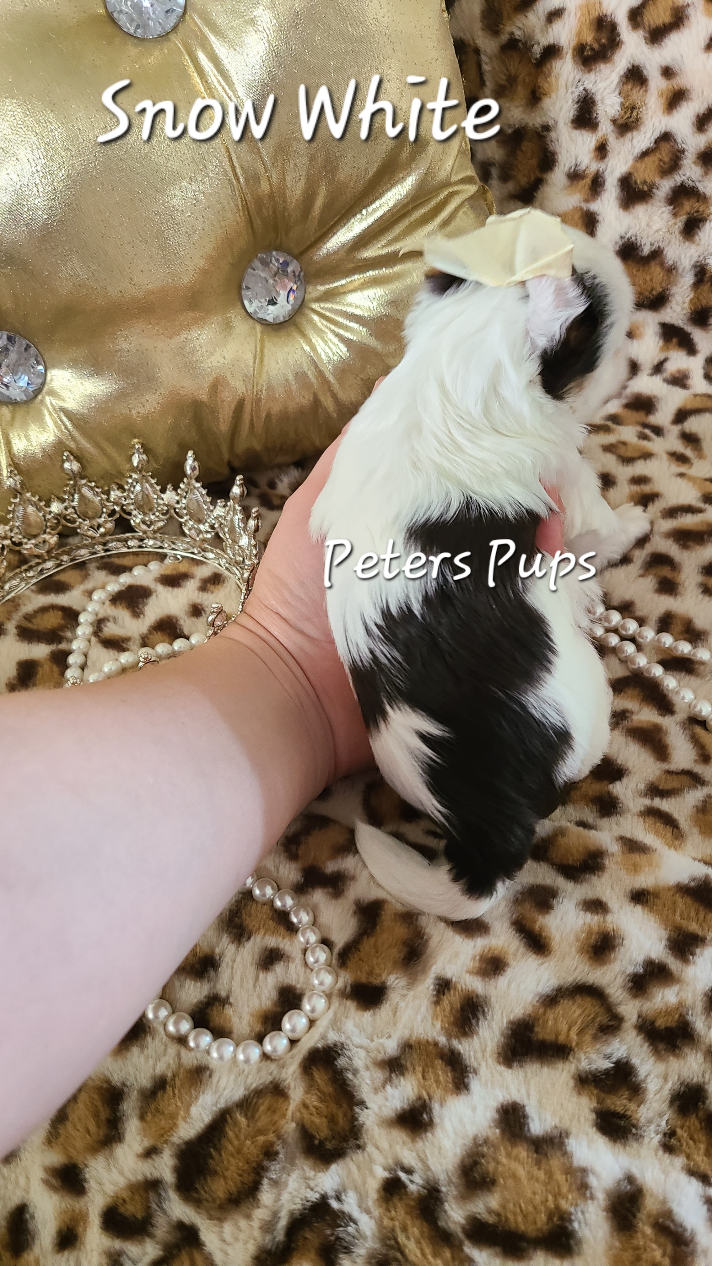 Yorkshire Terrier Puppies from Peters Pups Yorkshire Terriers