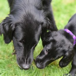 Flat-Coated Retrievers from Sterlling Hill  Flat Coated  Retrievers