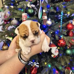 Bulldog Puppies from Tennessee Finest Bulldogs