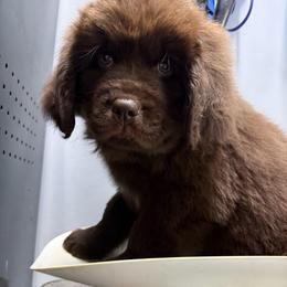 Chex - Brown male Newfoundland puppy in Saukville, Wisconsin from Crossroads Canines ~ Newfoundland Dogs