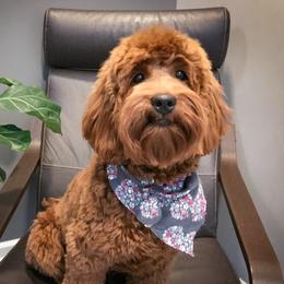 Violet - Australian Labradoodle
