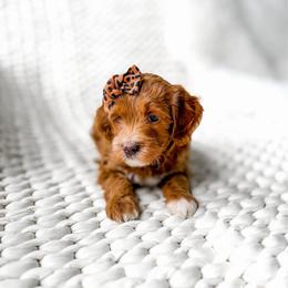 Nova - Red  female Goldendoodle puppy in Springville, Utah from Happy Doodle