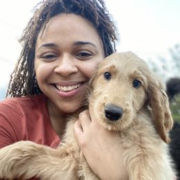 Goldendoodle Puppies from Golden Cuddle Pups