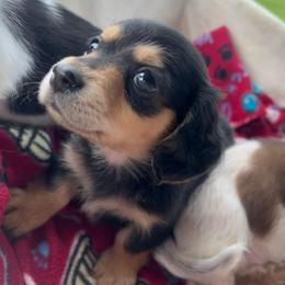 Charlie - Black and tan male Dachshund puppy in Marseilles, Illinois from Zacha’s Doxie House