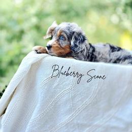 Blueberry Scone - female Australian Mountain Doodle puppy in Grand Rapids, Michigan from The Kindred K9
