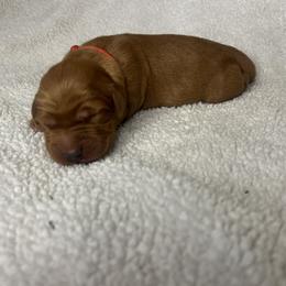 Golden Retriever Puppies from Nomadic Reds