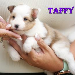 Taffy sable merle female - Sable merle and white female Shetland Sheepdog puppy in Frazeysburg, Ohio from Mountain High Kennels