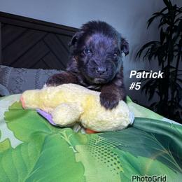 Patrick - Black and red male German Shepherd puppy in Hesperia, California from Von Geesa