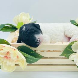 Female #1 - Black and white female Sheepadoodle puppy in Pataskala And Thornville, Ohio from Four Front Doodles - Pataskala