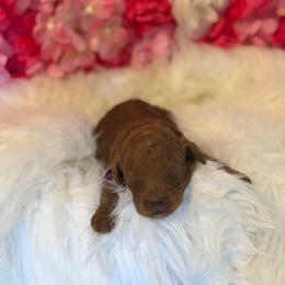 Penelope - Red  female Goldendoodle puppy in Bakersfield, California from Cisneros Goldendoodles