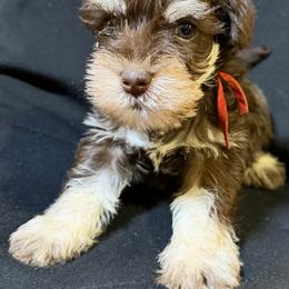 Rusty - Liver male Miniature Schnauzer puppy in Frankford, Delaware from Miniature Schnauzers of Delmarva