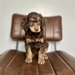 Cappuccino - Phantom Poodle puppy in Sandy, Utah from Royal Ridge Poodles