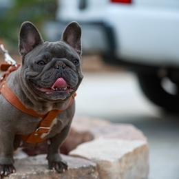 Joules - French Bulldog