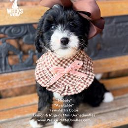 Melody (formerly Blessing) - Tri-color female Bernedoodle puppy in Orange, Texas from Walk with Me Doodles