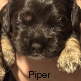 Piper - Brown white and tan female Cocker Spaniel puppy in Memphis, Tennessee from Cordova Cockers