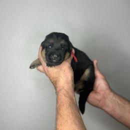 Mack - Black and red male German Shepherd puppy in Florida from Best Shepherds