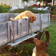 Nova Scotia Duck Tolling Retrievers from Soaring Heart Kennels