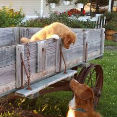 Nova Scotia Duck Tolling Retrievers from Soaring Heart Kennels