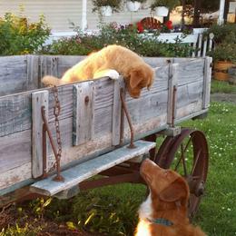 Nova Scotia Duck Tolling Retrievers from Soaring Heart Kennels
