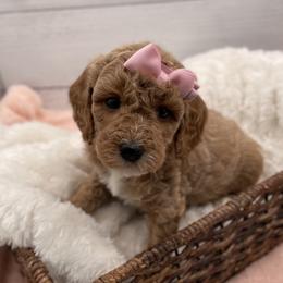 Bonnie - Apricot female Goldendoodle puppy in Kansas City, Kansas from Bella & Ivy’s Mini Goldendoodles of KC