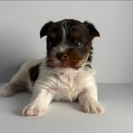 Boy - Chocolate, tan and white male Yorkshire Terrier puppy in Dahalonega, Georgia from C. D. K