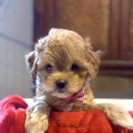 Oscar - Red male Cavapoo puppy in Liberty Hill, Texas from Cuddlebug Cavapoos of Austin