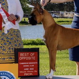 Boxers from Sandhills Boxers
