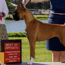 Boxers from Sandhills Boxers