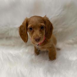 ChokkaLatte - Red female Dachshund puppy in Middleboro, Massachusetts from Eastern Juniper Dachshunds