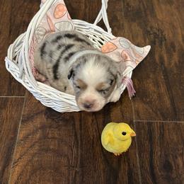 Girl 3 - Blue merle female Miniature Australian Shepherd puppy in Doddridge, Arkansas from Huddleston Farm