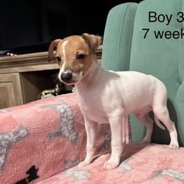 Pied boy 3 - White and red Italian Greyhound puppy in Grand Rapids, Michigan from Candace Morris