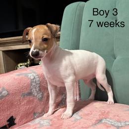 Pied boy 3 - White and red Italian Greyhound puppy in Grand Rapids, Michigan from Candace Morris