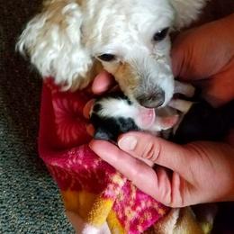Poodle Puppies from Poodles Perfected