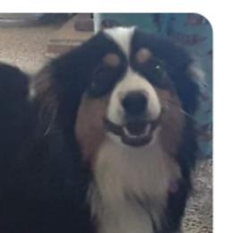 Lonie - Miniature Australian Shepherd
