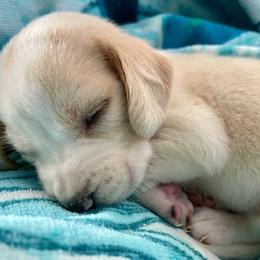 Grey - Lemon and white male Beagle puppy in Katy, Texas from Houston’s Howlin’ Hounds