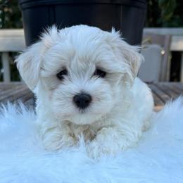 Gary - White and lemon male Maltese puppy in Grottoes, Virginia from Wendy’s Maltese & Cavamalts of Virginia