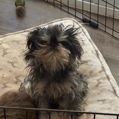 Brussels Griffon All Grown Up from Lavish Griffons