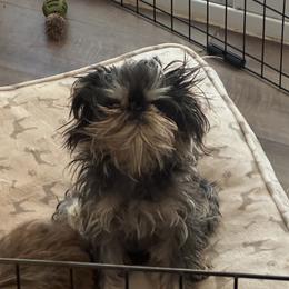 Brussels Griffon All Grown Up from Lavish Griffons