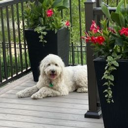 Curby - Goldendoodle