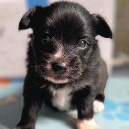 Boy 1 - Black and white male Companion Cross puppy in Davenport, Washington from Lovely Ladies and Little Asses Miniature Equines (L3A Pomeranians & Papillons)